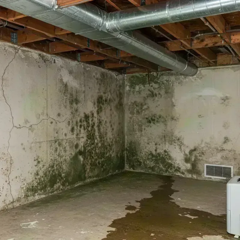 Professional Mold Removal in Fairdale, KY